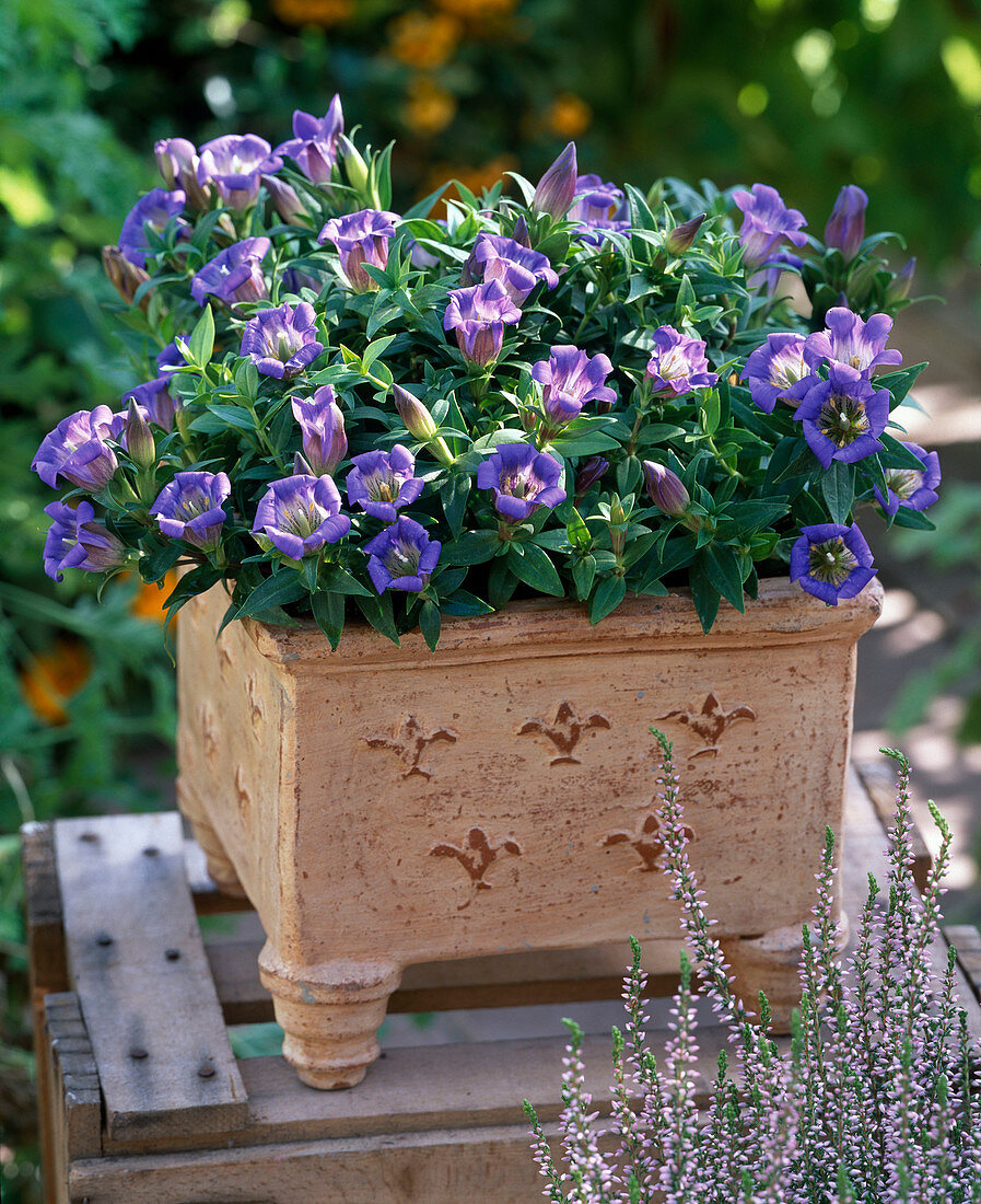 Gentiana 'Alpine Success' in hand-made ceramics