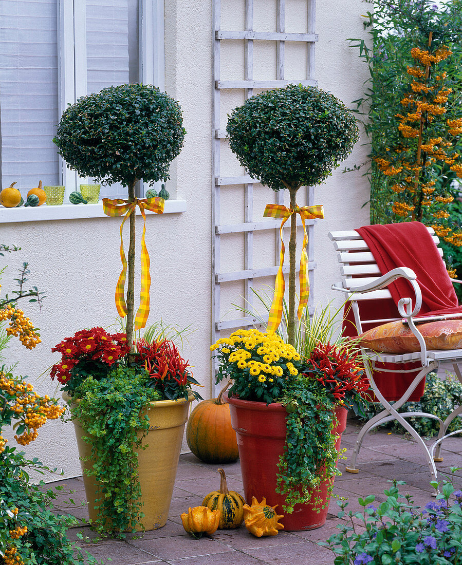 Buxus (Buchs, Stämmchen) unterpflanzt mit Chrysanthemum