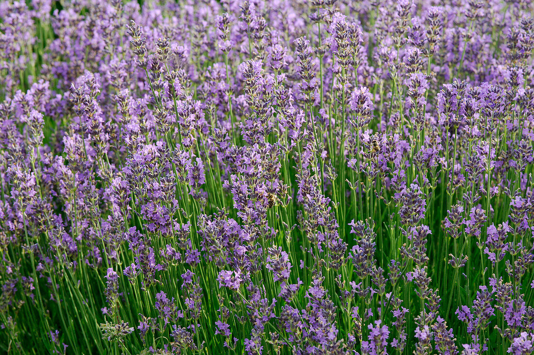 Lavandula 'Dwarf Blue' (Lavendel)