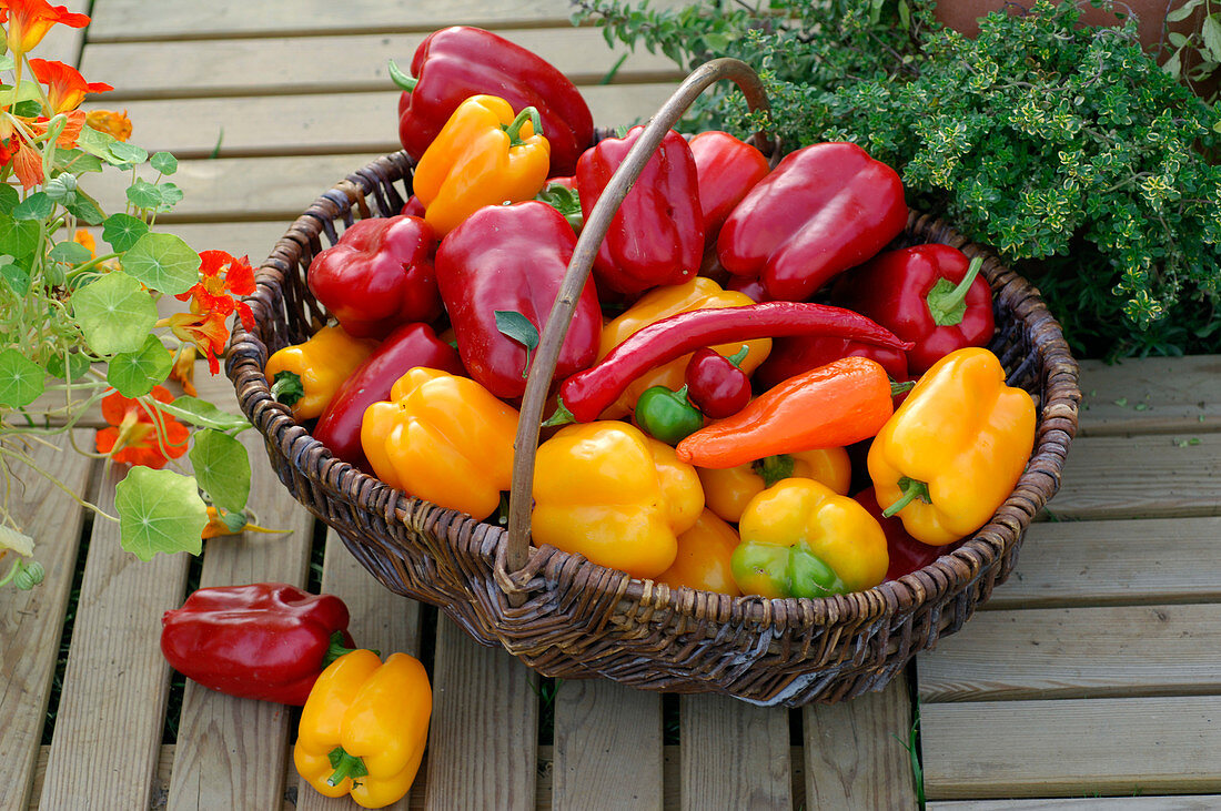 Willow basket with Capsicum (peppers) on wooden tiles