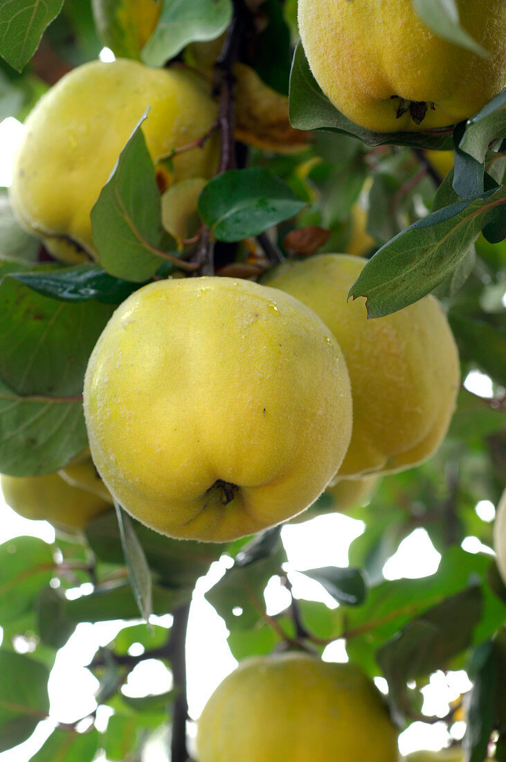 Cydonia 'Constantinople' (apple quince)