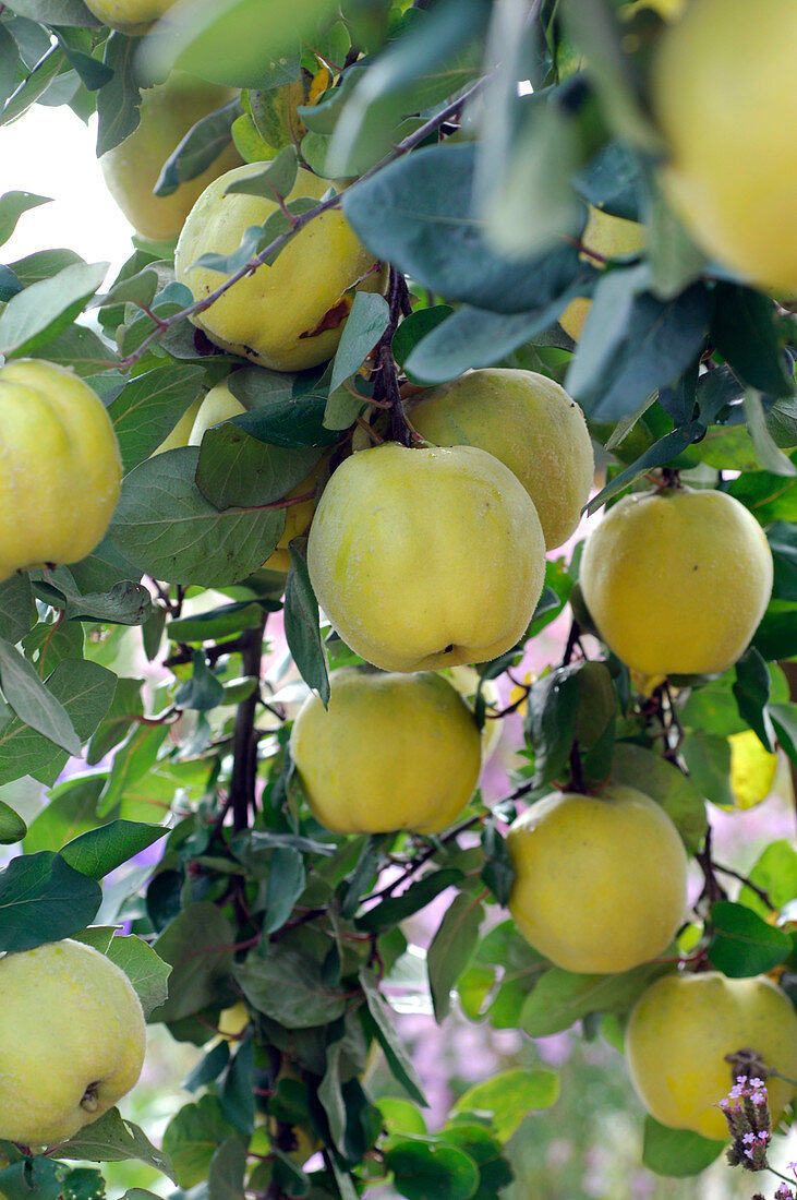 Cydonia 'Konstantinopler' (Apple quince)