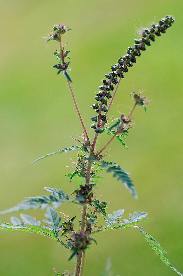 Ambrosia artemisiifolia (ragweed)