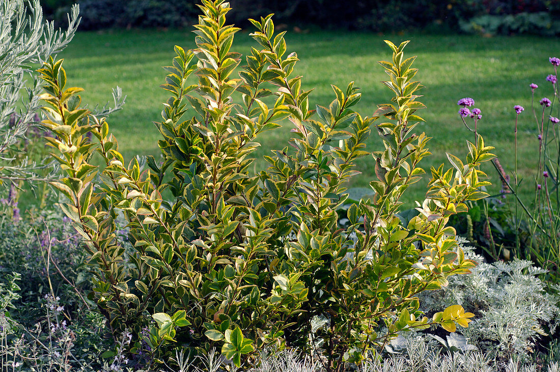 Ligustrum ovalifolium 'Aureum' (Gold Liguster)