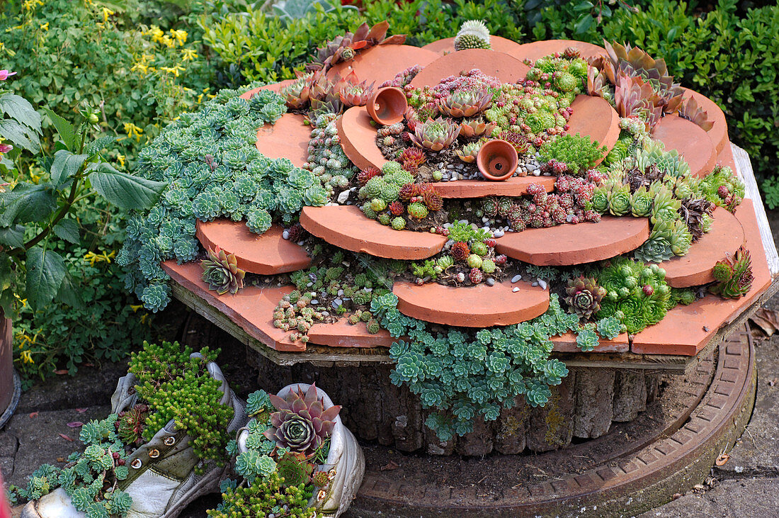 Sempervivum (Hauswurz) und Sedum (Fetthenne)