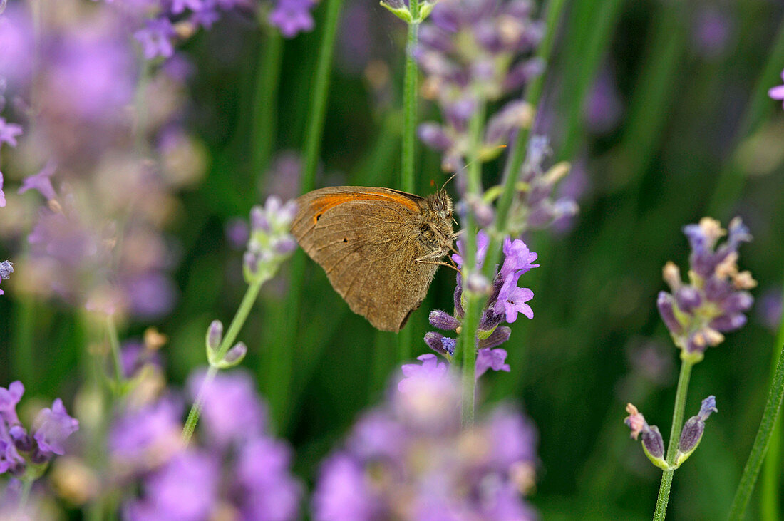 Schmetterling an Lavandula (Lavendelblüte)