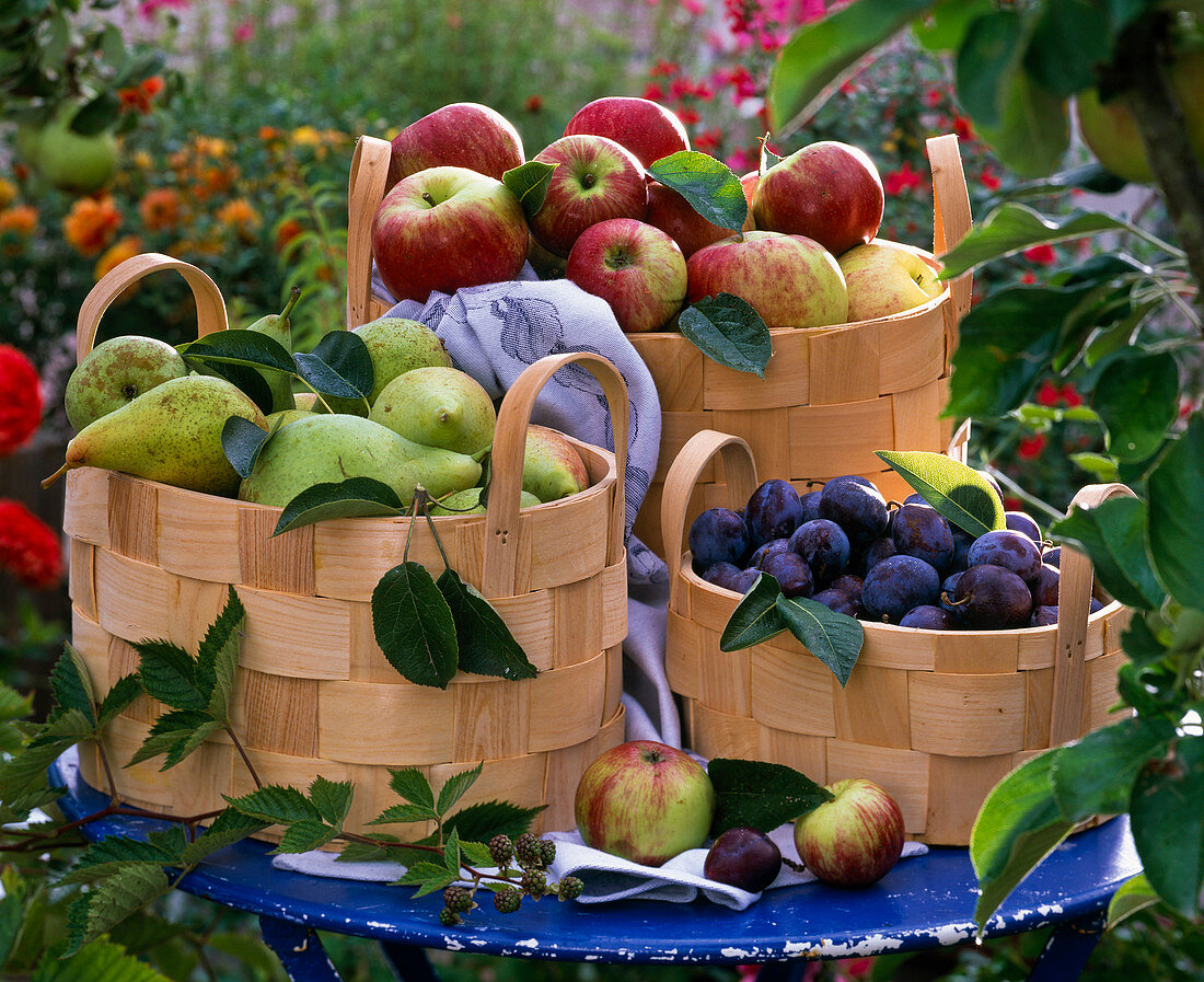 Pyrus (Birnen), Prunus (Pflaumen), Malus (Äpfel) in Körben auf dem Tisch
