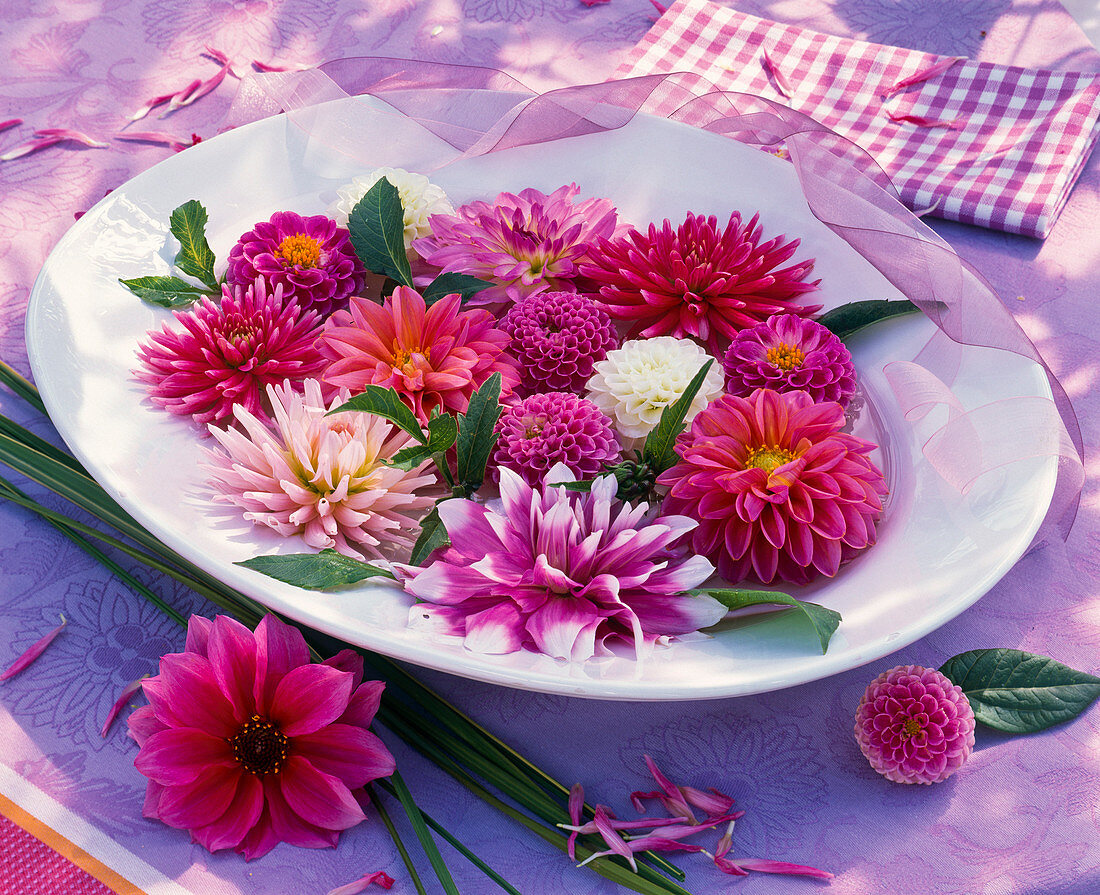 Blossoms of different Dahlia (dahlias) on a white plate