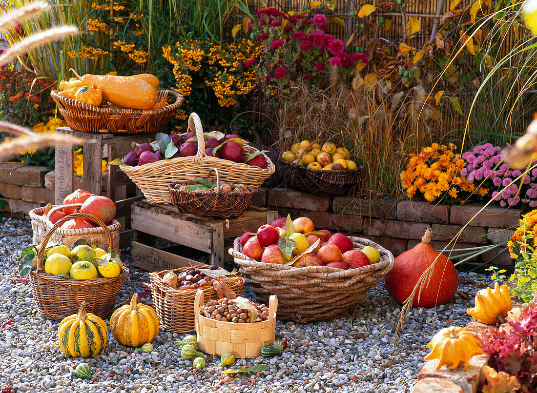 Körbe mit frisch geernteten Cucurbita (Kürbissen), Malus (Äpfeln)