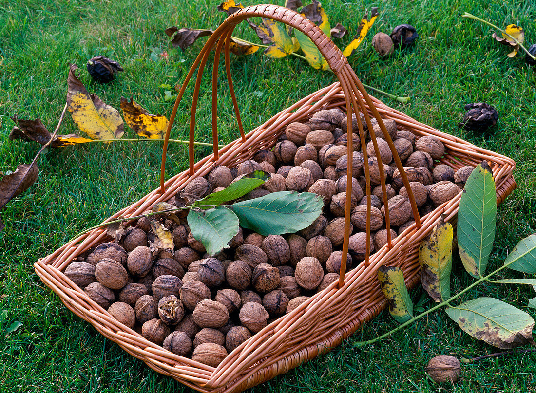 Basket with Juglans regia (walnuts) on the lawn