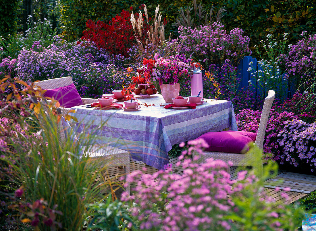 Table set in autumn bed with aster (autumn asters)
