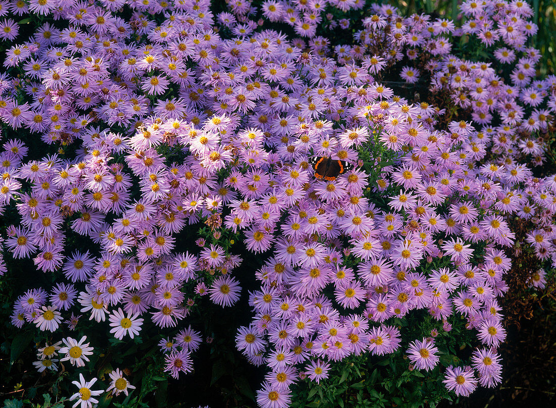 Aster dumosus 'Prof. Kippenberg' (cushion aster) with butterfly