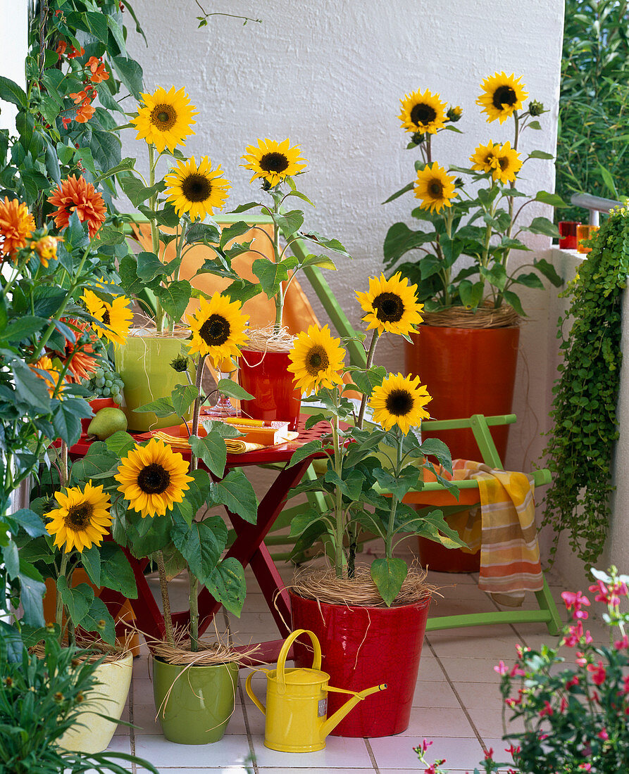 Balkon mit Sonnenblumen in Töpfen und Kübeln