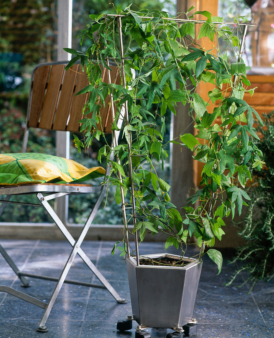 Passiflora caerulea, Passiflora citrina, folding chair