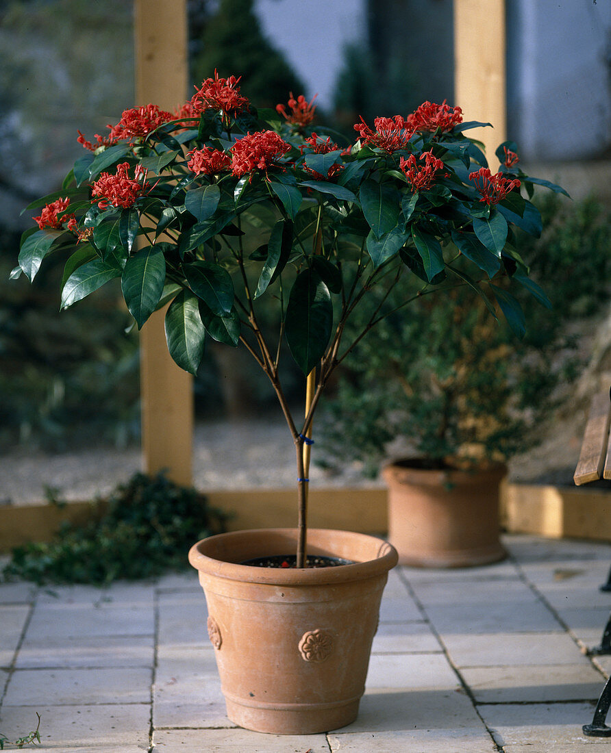 Ixora coccinea