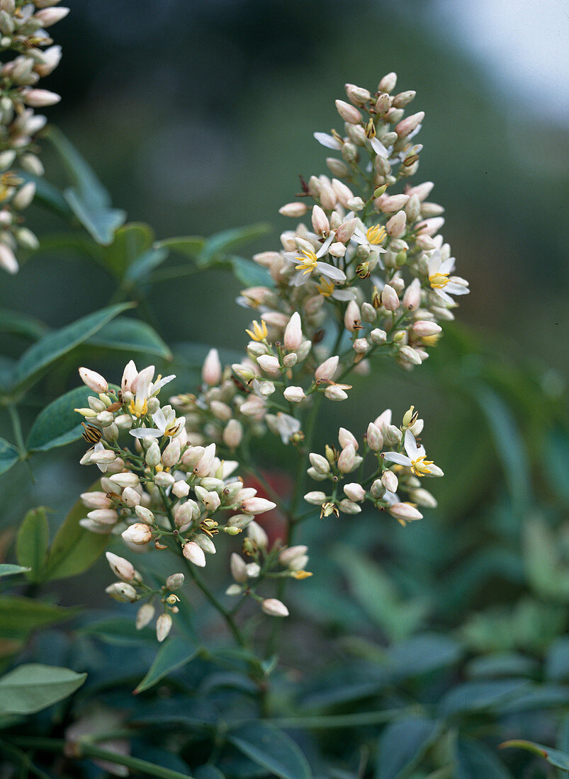 Nandina Domestica, flowers