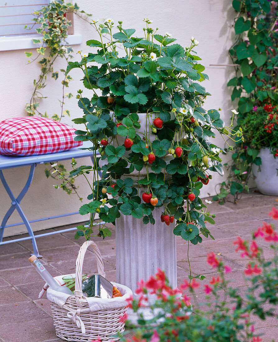 Fragaria (hanging strawberry) in white bowl on pillar