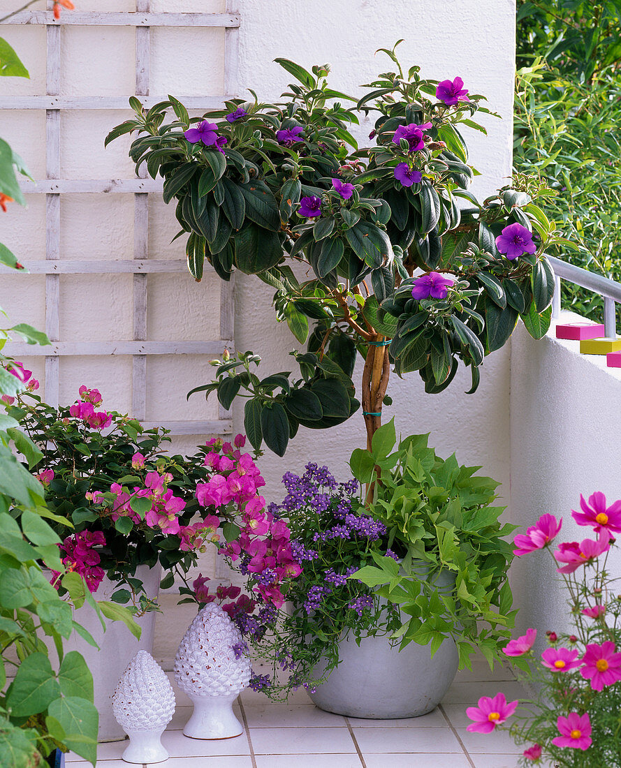 Tibouchina urvilleana (princess flower) underplanted