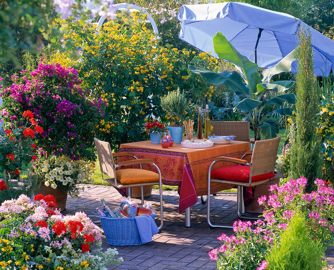 Bougainvillea, Cassia, Musa