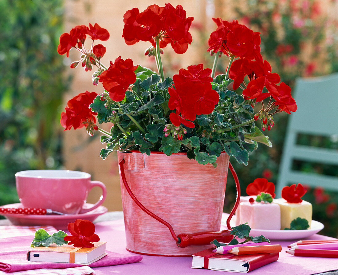 Pelargonium zonale Little Lady 'Scarlet' (Mini - Geranie)