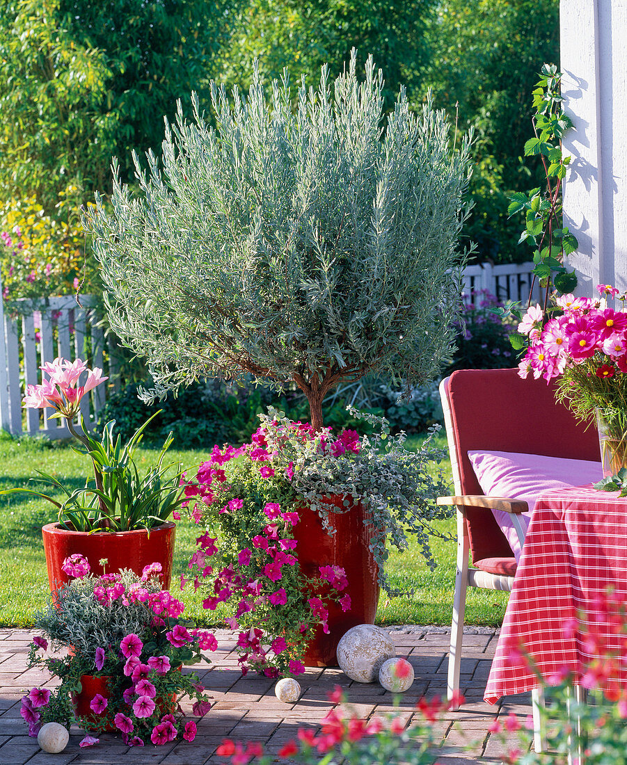 Lavandula dentata (lavender stem) underplanted