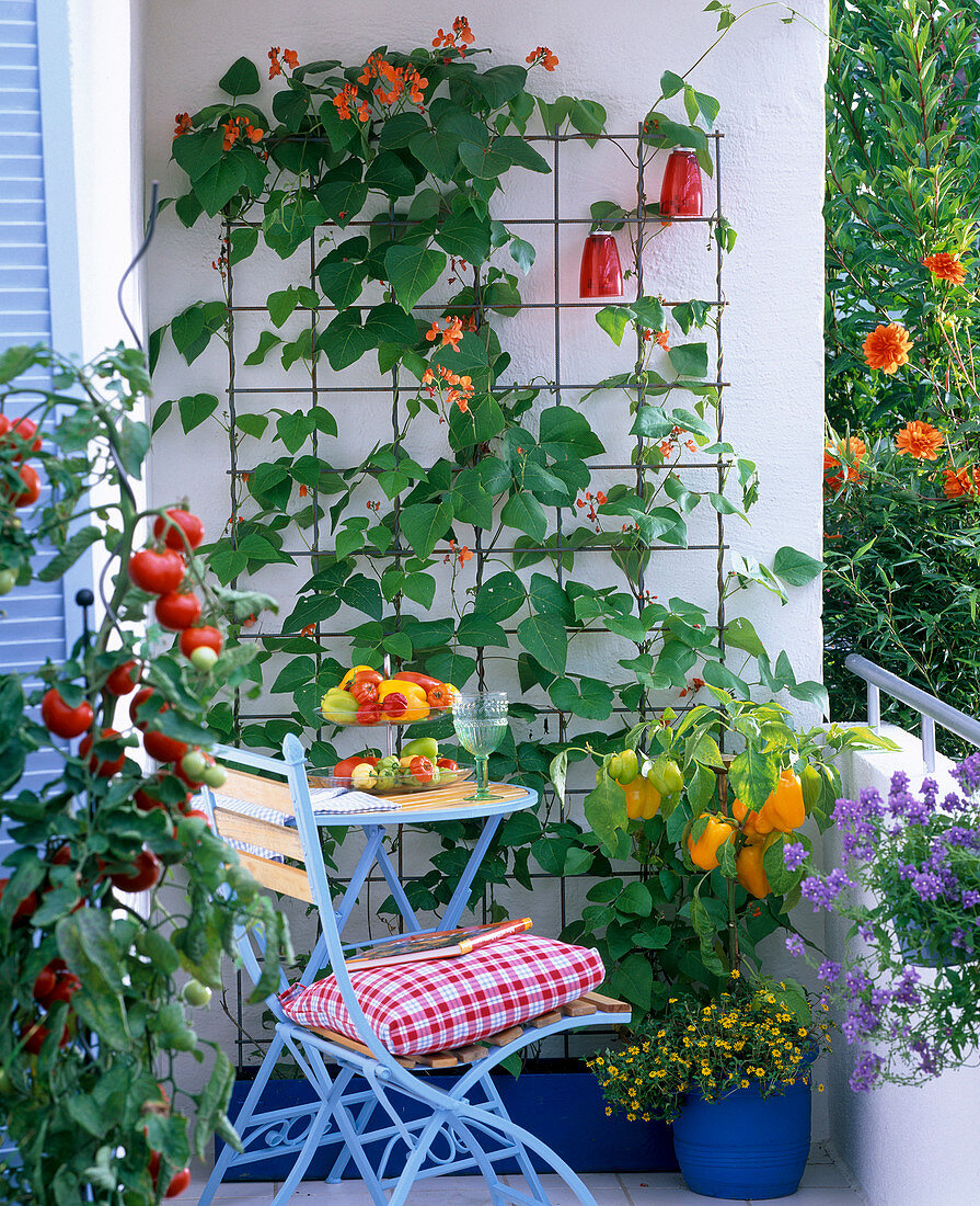 Phaseolus (scarlet runner) on trellis, Capsicum