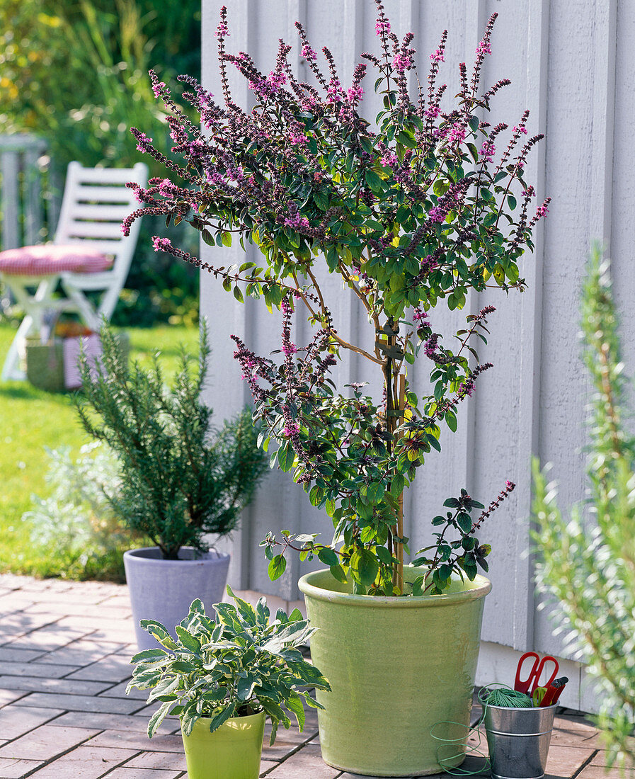 Ocimum 'African Blue' (shrub basil) as a stem