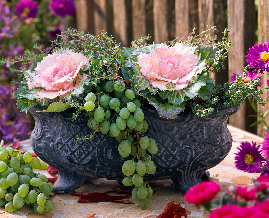 Brassica (Zierkohl) in Metalljardiniere