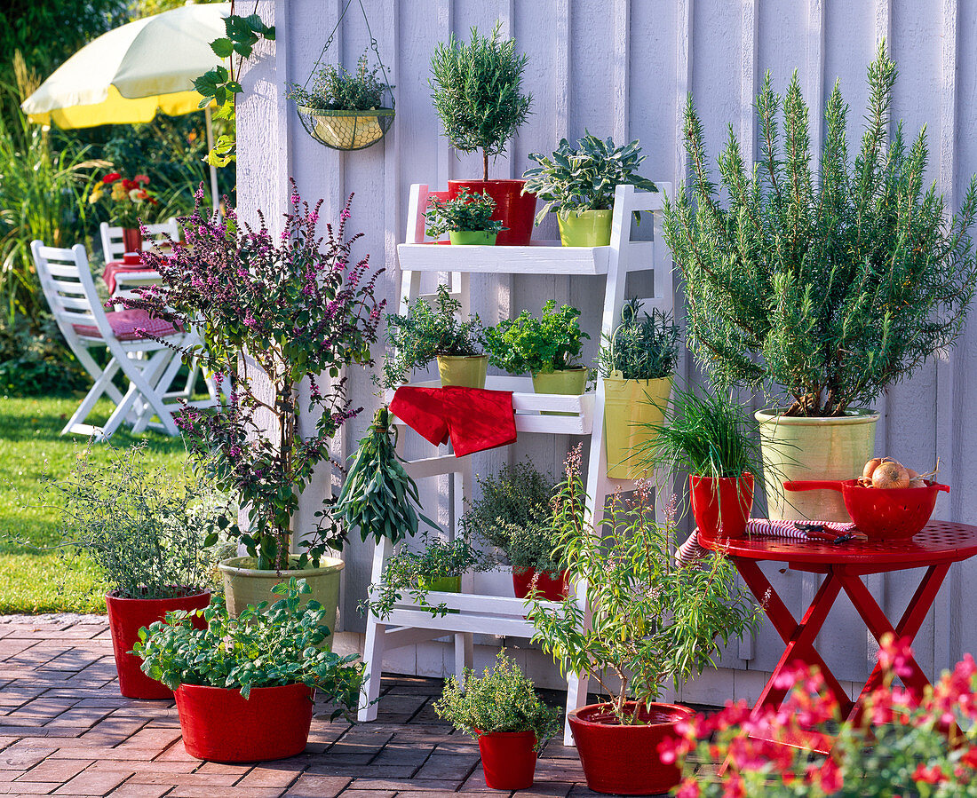 Herb terrace, Rosmarinus (rosemary), Ocimum (basil)