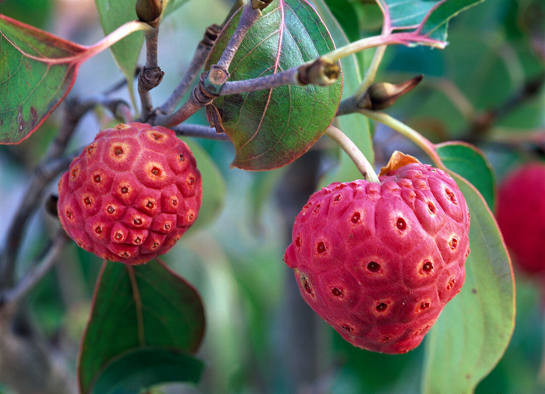 Cornus kousa (Japanischer Blumen - Hartriegel), Früchte