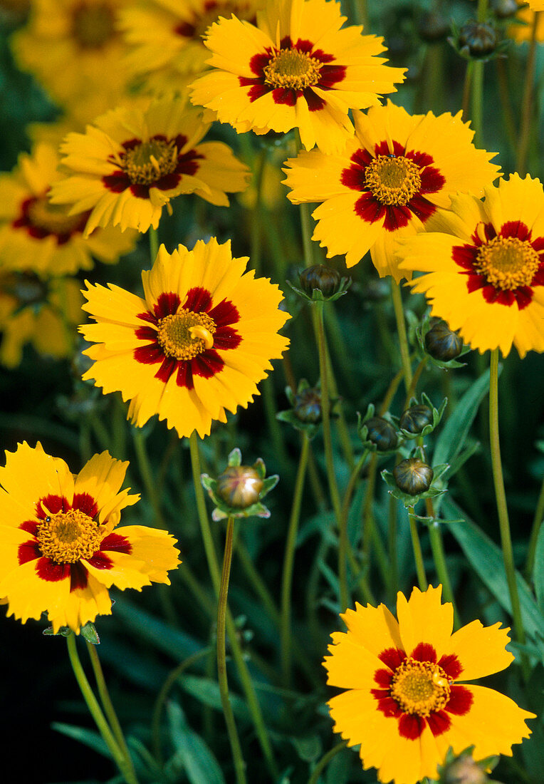 Coreopsis grandiflora 'cut miracle' (tickseed)