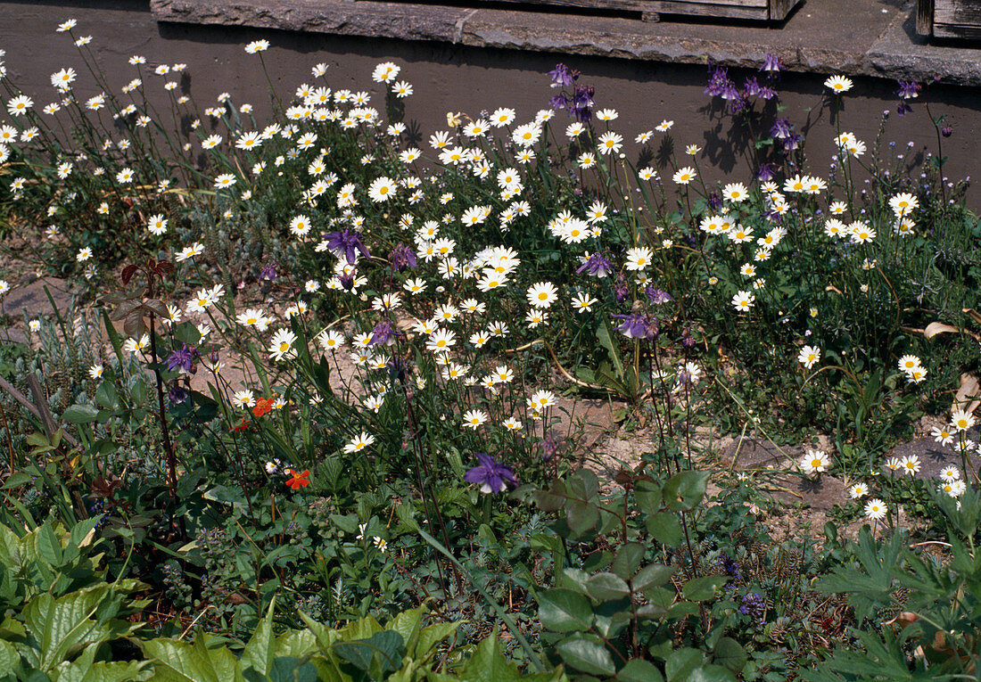 Chrysanthemum leucanthemum (Spring daisy)