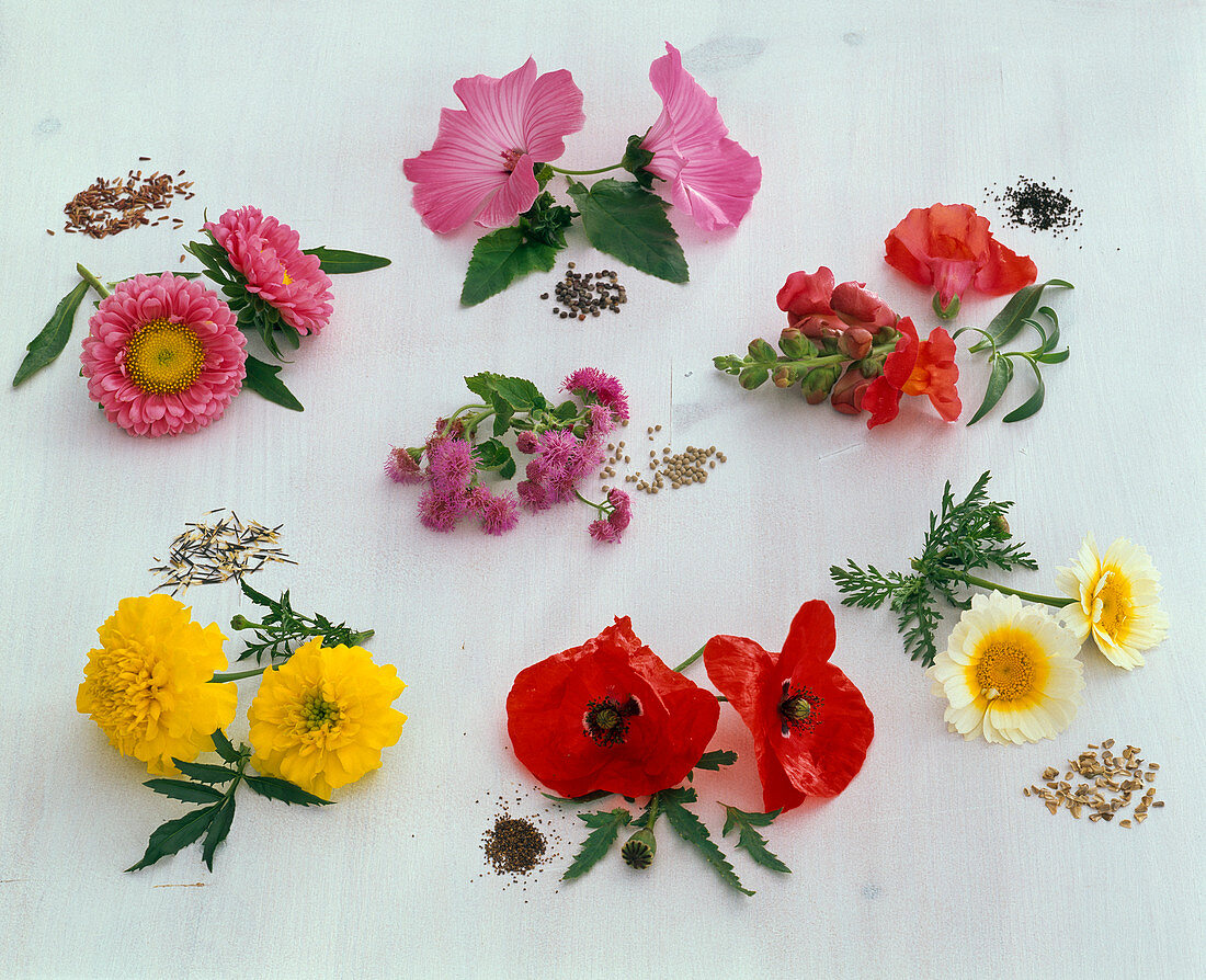 Tableau with annual summer flowers and their seeds