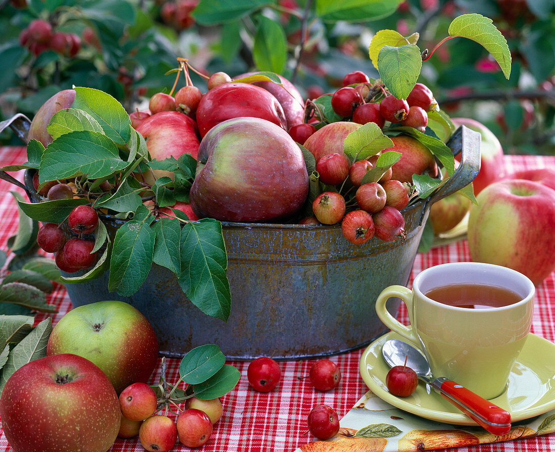 Malus (apples, ornamental apples) in metal tub, cup with tea