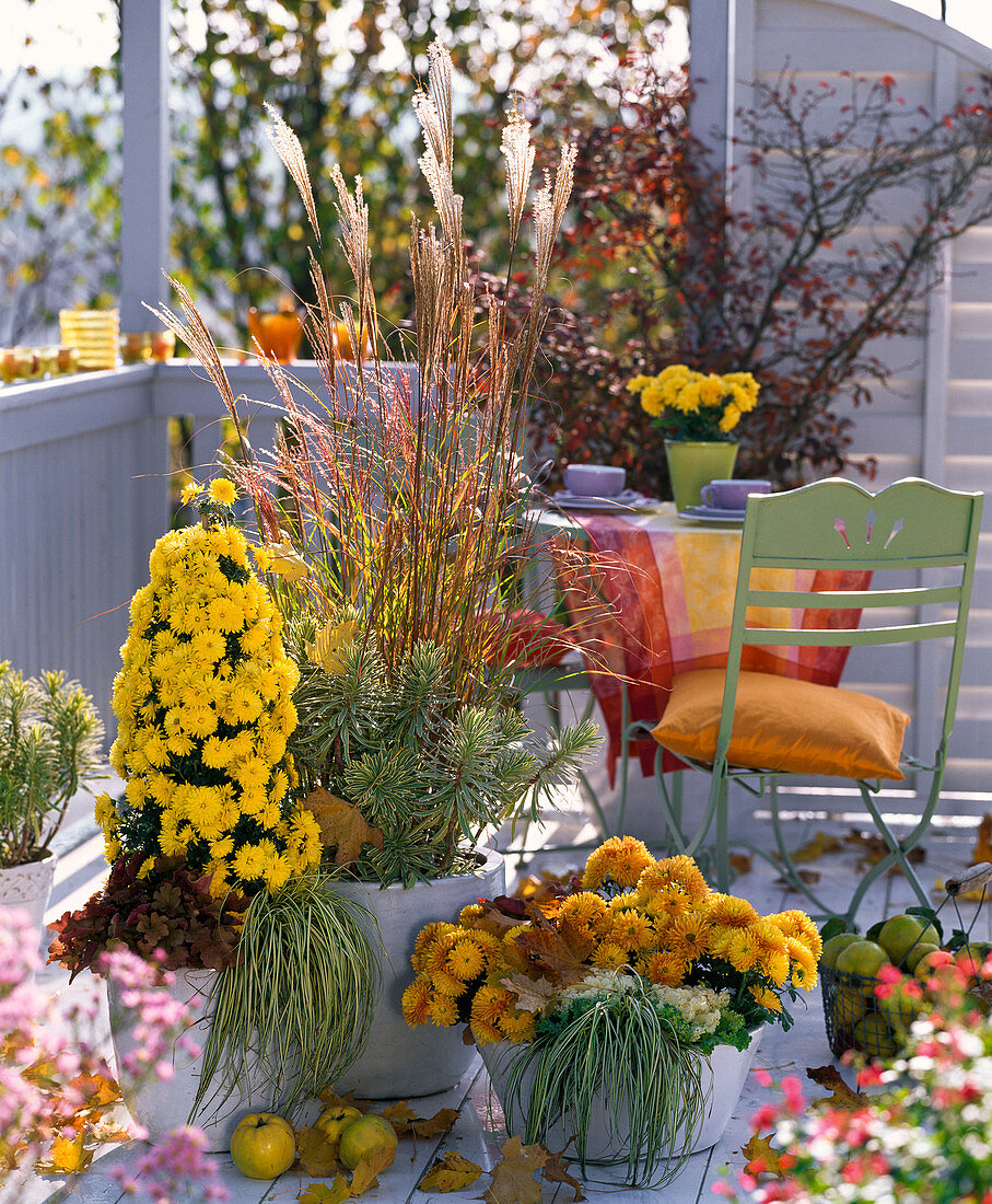 Chrysanthemum (Herbstchrysanthemen), Miscanthus (Chinaschilf)