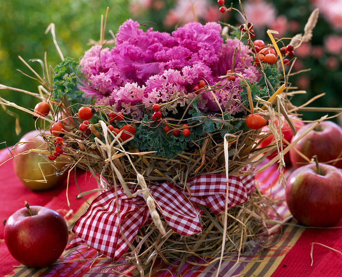 Brassica (Zierkohl), Topf mit Stroh umwickelt