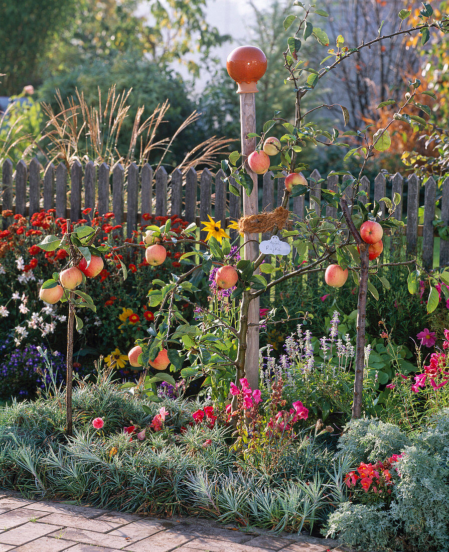 Malus 'Raika' (Apple tree) with fruit in front of wooden fence, Dianthus