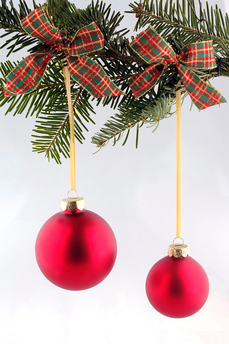Red Christmas tree baubles on a branch of Abies (fir) as a free-standing object