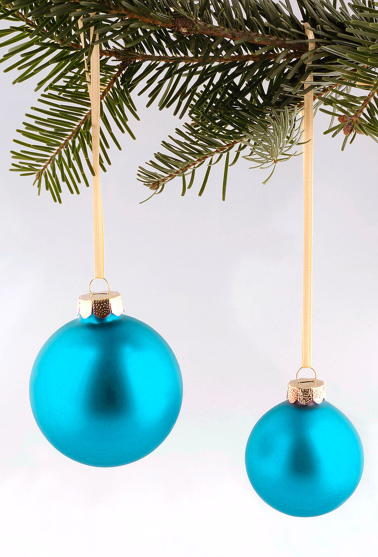 Turquoise Christmas tree balls on a branch of Pseudotsuga (Douglas fir)