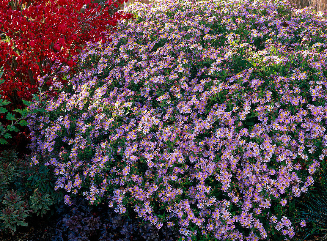 Aster ageratoides 'Asran' (Autumn aster)