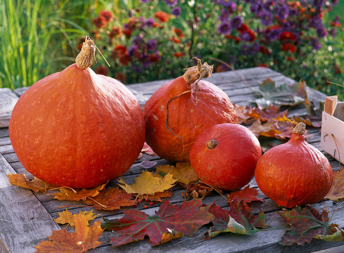 Cucurbita Hokkaido (Hokkaido - Kürbisse) mit Herbstlaub