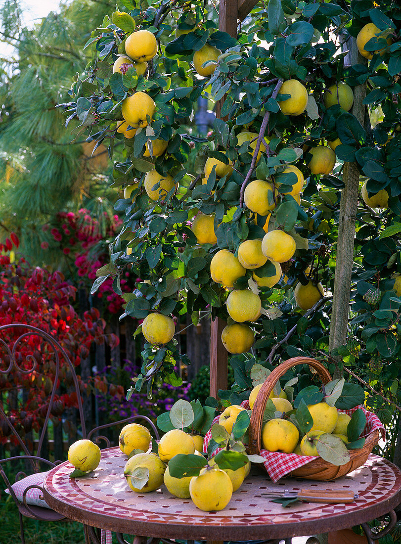 Cydonia 'Konstantinopler' (Apfelquitten)