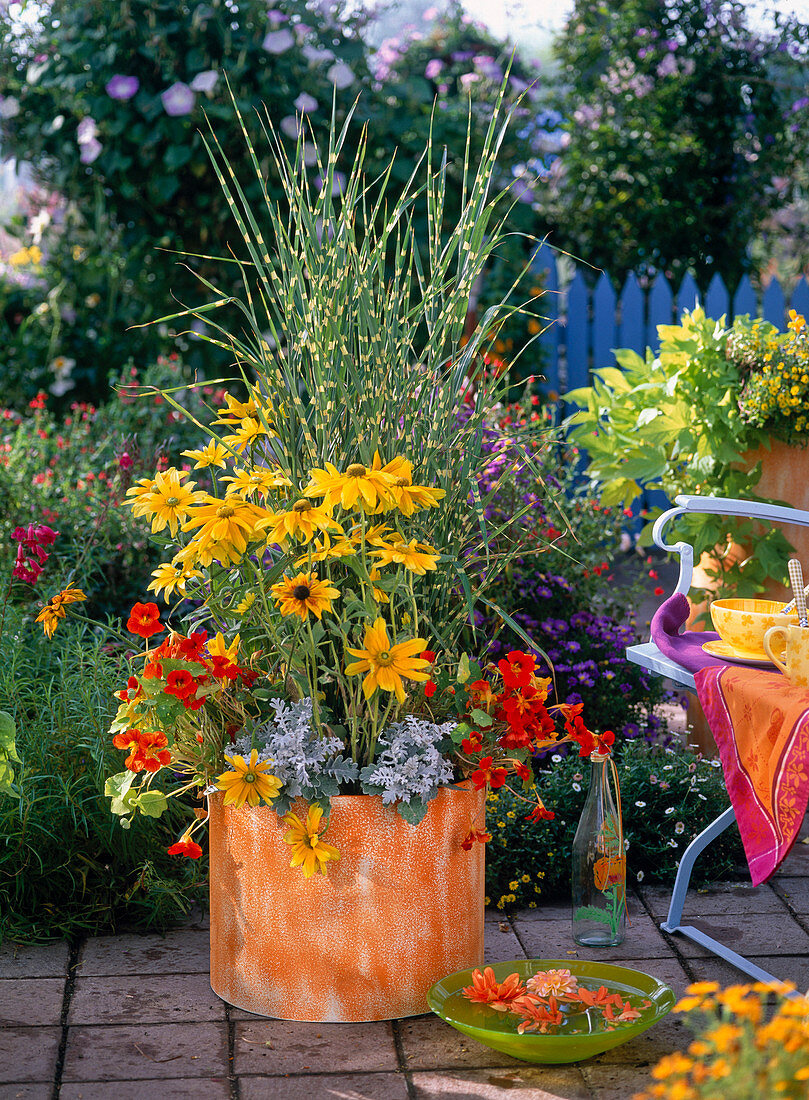 Rudbeckia hirta 'Prairie Sun' (sun hat), Miscanthus 'Zebrinus'