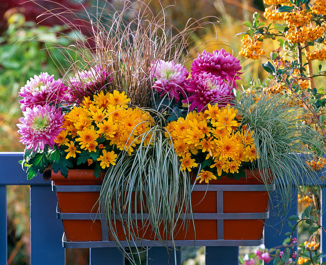 Chrysanthemum (autumn chrysanthemum), Carex 'evergold'