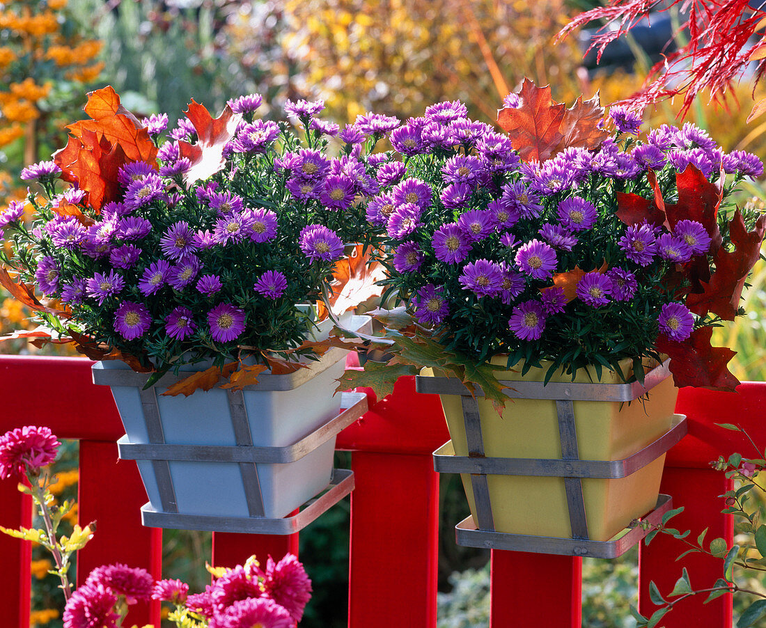 Aster dumosus 'Sapphire' (cushion aster) in square pots