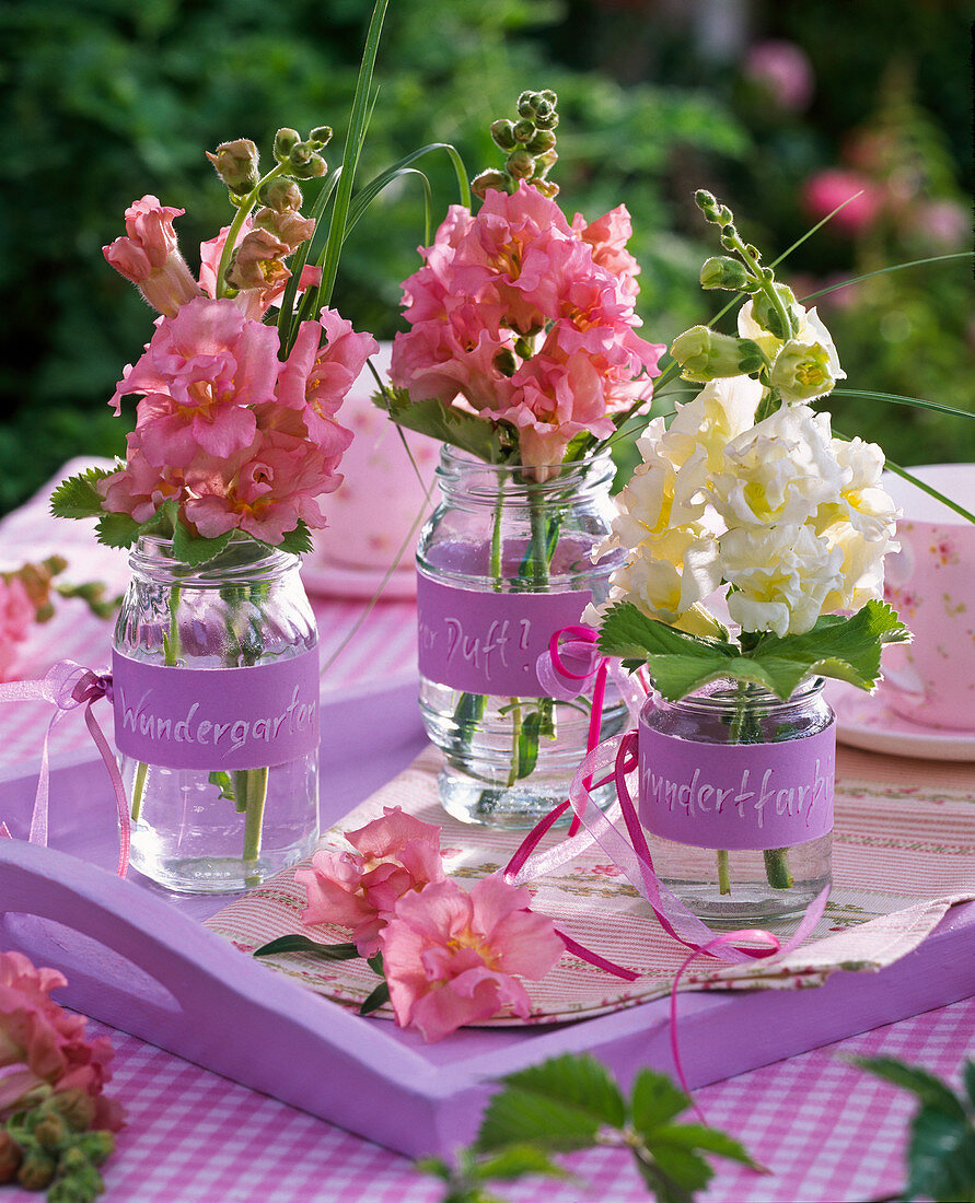 Antirrhinum, in glass vases with 'Wundergarten' signs