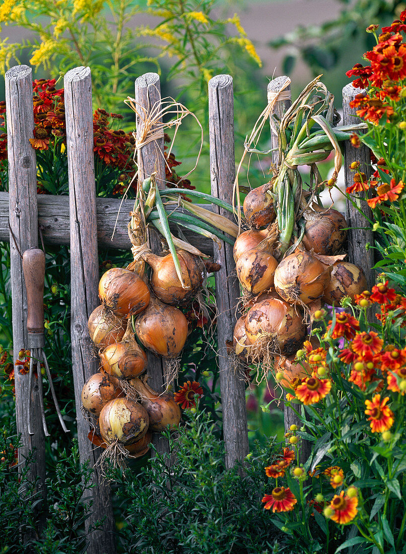 Braid onion