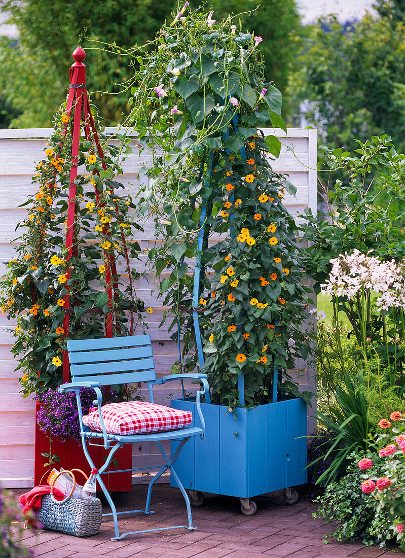 Roten Kübel mit Thunbergia bepflanzen : 10/10