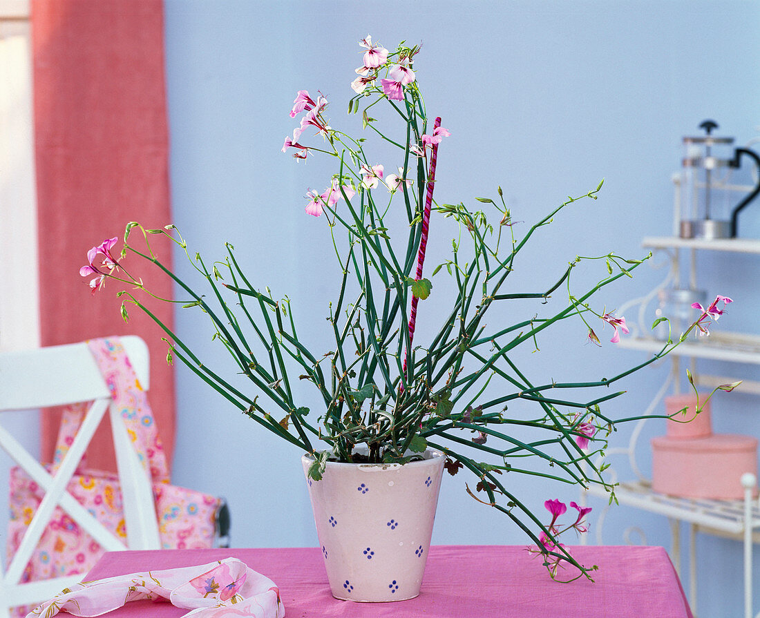 Pelargonium tetragonum (succulent geranium), cloth