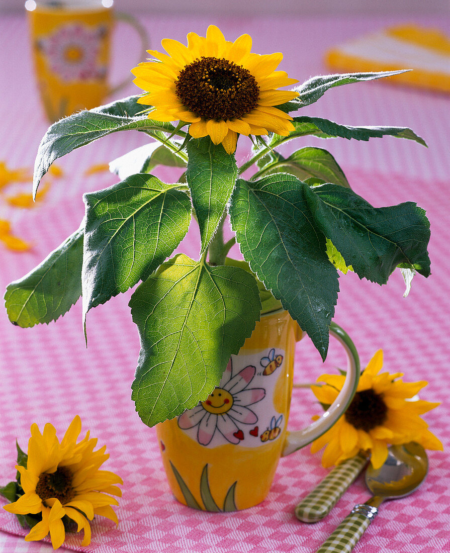 Helianthus annuus (Mini - Sonnenblume) in Tasse, Blüten